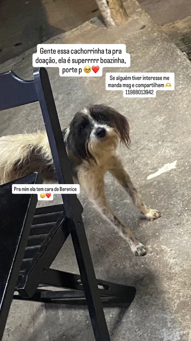 Cachorro raça SRD-ViraLata idade 1 ano nome Berenice