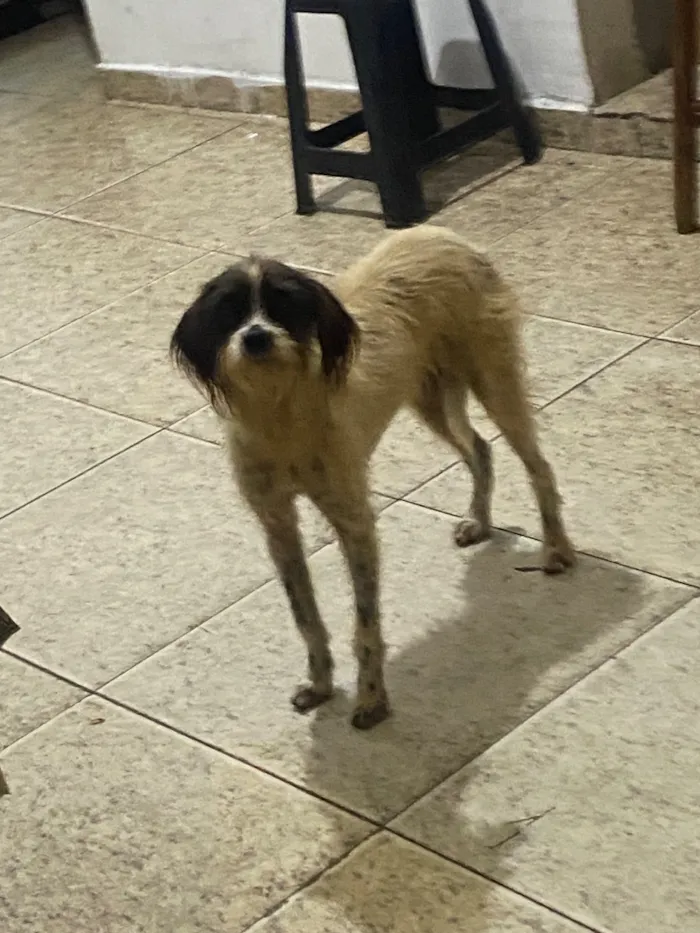Cachorro raça SRD-ViraLata idade 1 ano nome Berenice