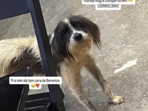 Cachorro raça SRD-ViraLata idade 1 ano nome Berenice