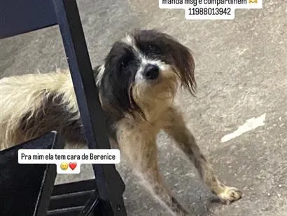 Cachorro raça SRD-ViraLata idade 1 ano nome Berenice