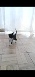 Pérola, nina, pretinha, Benguela 