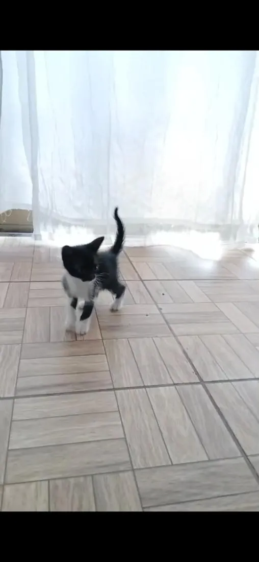 Gato raça SRD-ViraLata idade 2 a 6 meses nome Pérola, nina, pretinha, Benguela 