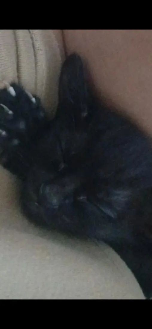 Gato raça SRD-ViraLata idade 2 a 6 meses nome Pérola, nina, pretinha, Benguela 