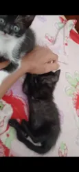 Pérola, nina, pretinha, Benguela 