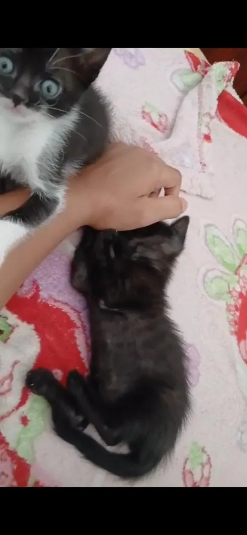 Gato raça SRD-ViraLata idade 2 a 6 meses nome Pérola, nina, pretinha, Benguela 