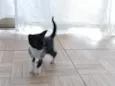 Pérola, nina, pretinha, Benguela 