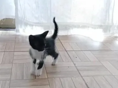 Gato raça SRD-ViraLata idade 2 a 6 meses nome Pérola, nina, pretinha, Benguela 