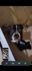 Yoda