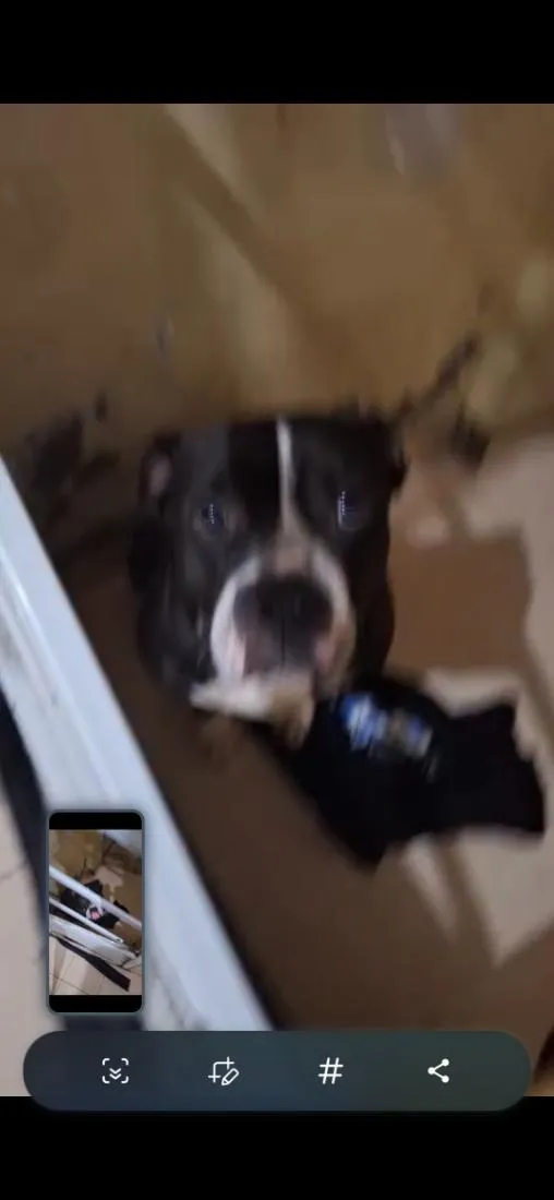 Cachorro raça Pit-Bull idade 4 anos nome Yoda