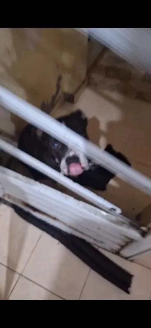 Cachorro raça Pit-Bull idade 4 anos nome Yoda