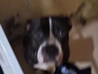 Cachorro raça Pit-Bull idade 4 anos nome Yoda