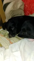 Pipoca
