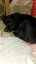 Pipoca