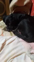 Pipoca