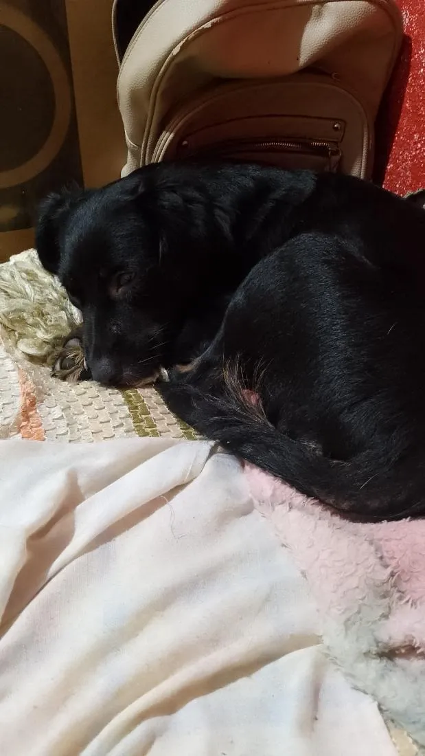 Cachorro raça SRD-ViraLata idade 7 a 11 meses nome Pipoca