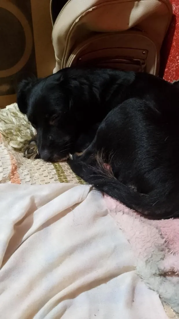 Cachorro raça SRD-ViraLata idade 7 a 11 meses nome Pipoca