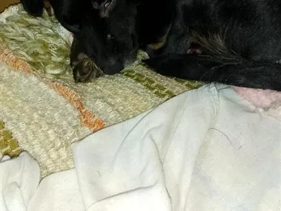 Cachorro raça SRD-ViraLata idade 7 a 11 meses nome Pipoca