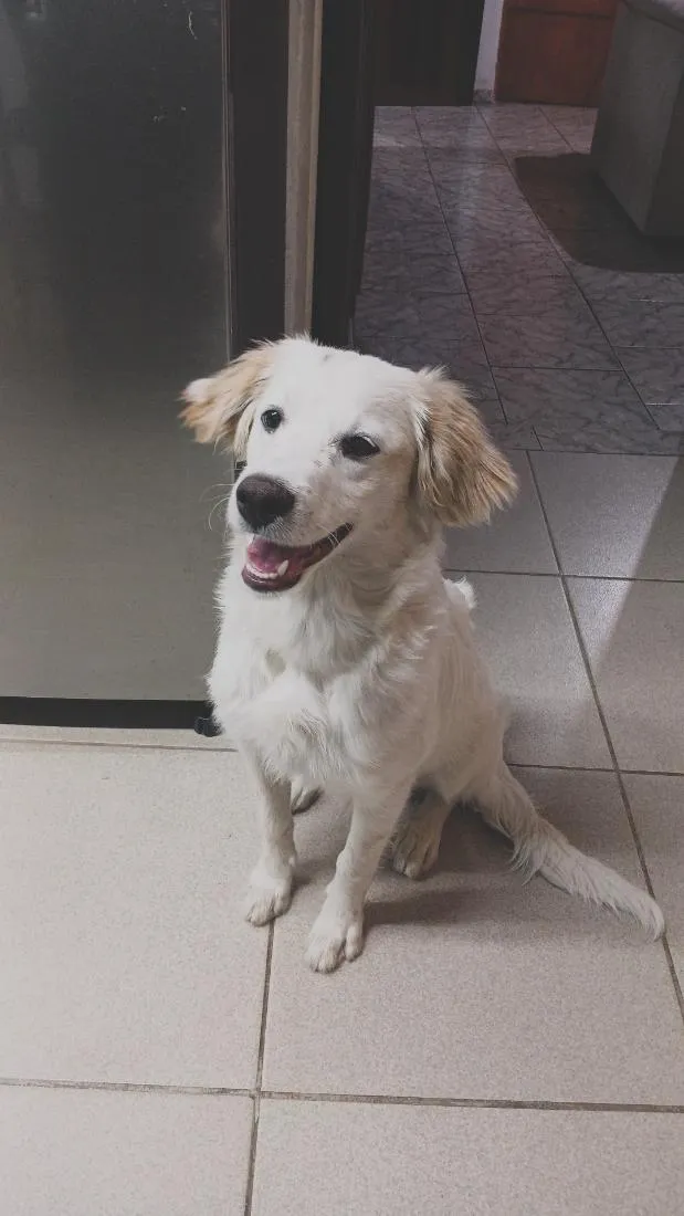 Cachorro raça SRD-ViraLata idade 7 a 11 meses nome Pipoca