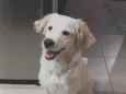 Pipoca