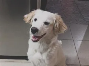 Cachorro raça SRD-ViraLata idade 7 a 11 meses nome Pipoca