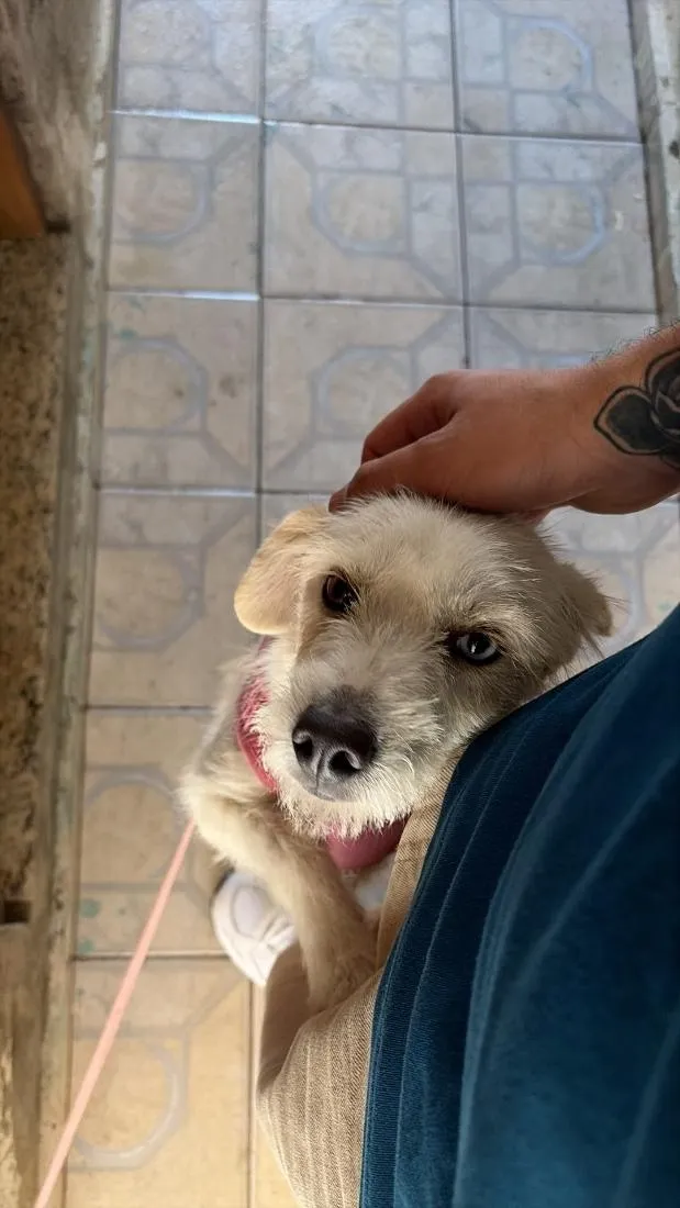 Cachorro raça SRD-ViraLata idade 2 anos nome Lolla