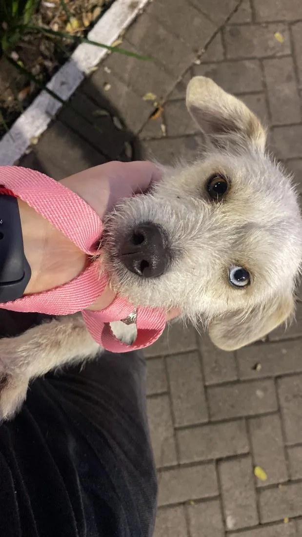 Cachorro raça SRD-ViraLata idade 2 anos nome Lolla