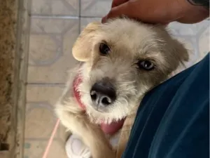 Cachorro raça SRD-ViraLata idade 2 anos nome Lolla