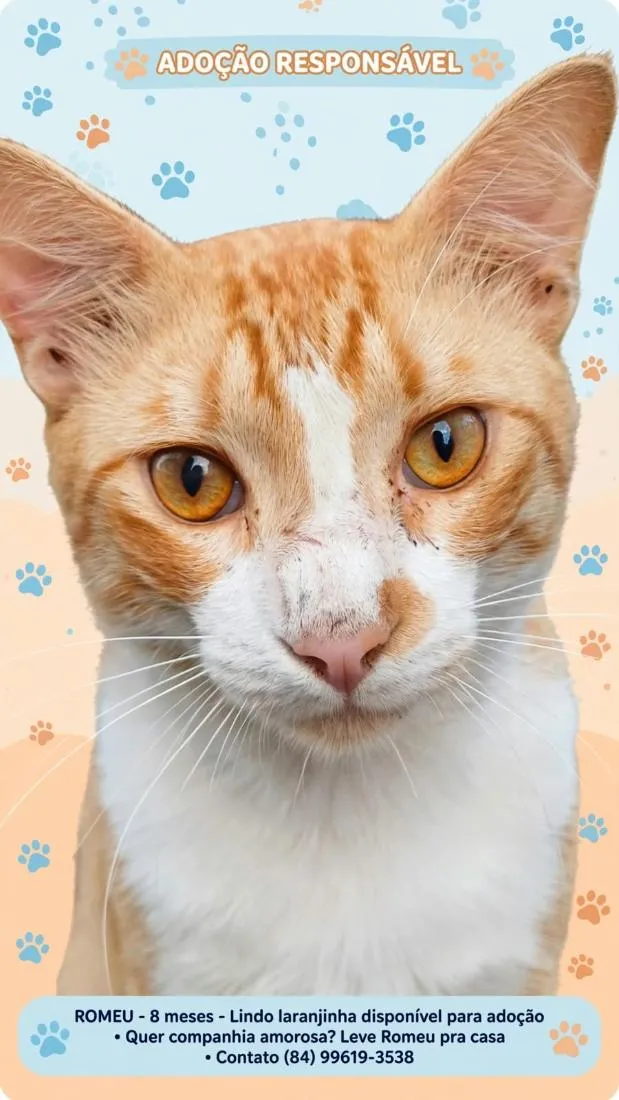 Gato raça SRD-ViraLata idade 7 a 11 meses nome Romeu