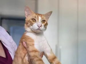 Gato raça SRD-ViraLata idade 7 a 11 meses nome Romeu