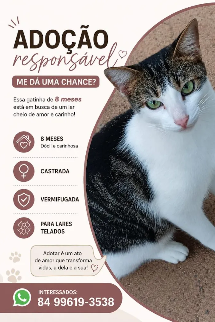 Gato raça SRD-ViraLata idade 7 a 11 meses nome Mia