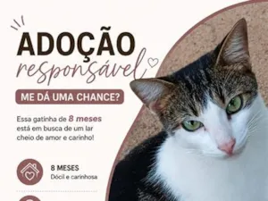 Gato raça SRD-ViraLata idade 7 a 11 meses nome Mia