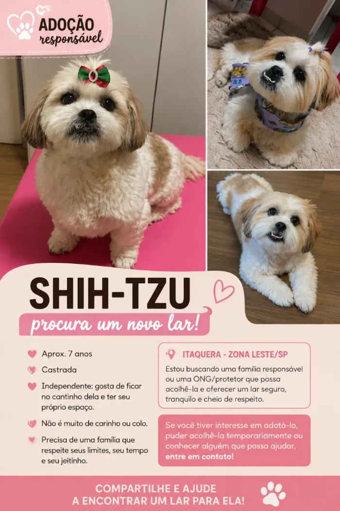 Cachorro raça Shitzu idade 6 ou mais anos nome Zoe 