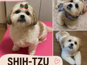 Cachorro raça Shitzu idade 6 ou mais anos nome Zoe 