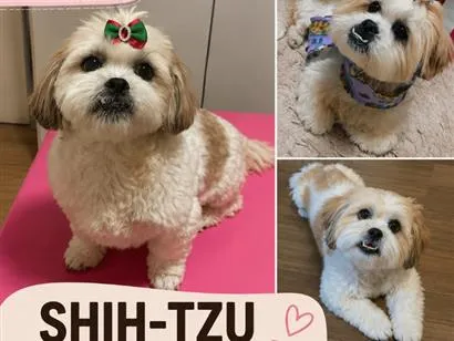 Cachorro raça Shitzu idade 6 ou mais anos nome Zoe 
