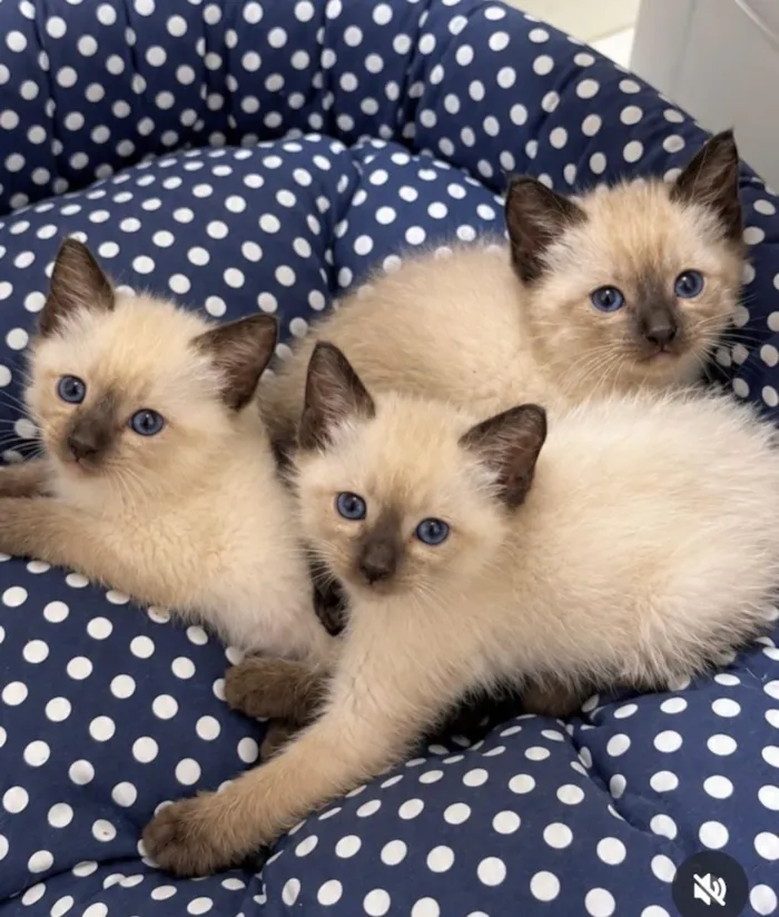 Gato raça Siamês idade 2 a 6 meses nome filhotinhos