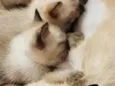 filhotinhos