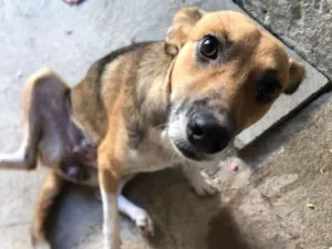 Cachorro raça SRD-ViraLata idade 7 a 11 meses nome Lizzie 