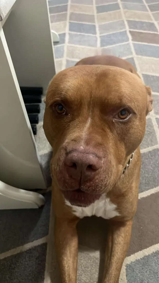 Cachorro raça Pit-Bull idade 6 ou mais anos nome Apolo