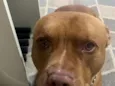 Apolo