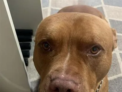 Cachorro raça Pit-Bull idade 6 ou mais anos nome Apolo