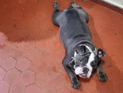 Cachorro raça SRD-ViraLata idade 1 ano nome Hades