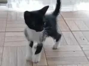 Gato raça SRD-ViraLata idade 2 a 6 meses nome Pérola, nina, pretinha, Benguela 