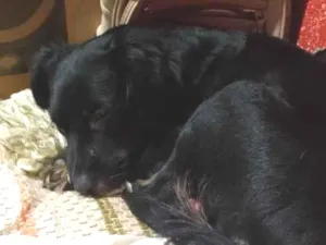 Cachorro raça SRD-ViraLata idade 7 a 11 meses nome Pipoca