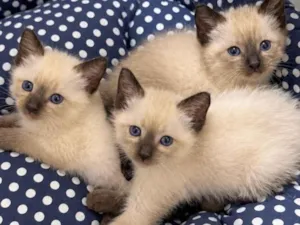 Gato raça Siamês idade 2 a 6 meses nome filhotinhos