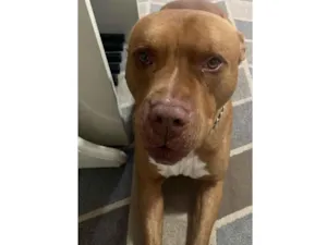 Cachorro raça Pit-Bull idade 6 ou mais anos nome Apolo