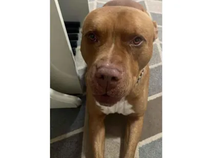 Cachorro raça Pit-Bull idade 6 ou mais anos nome Apolo