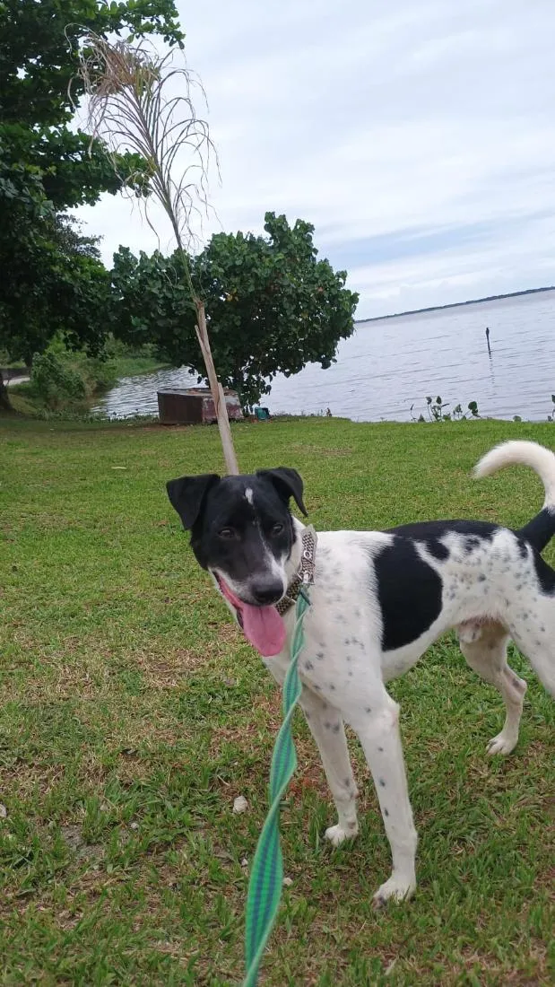 Cachorro raça SRD-ViraLata idade 1 ano nome Xerifinho