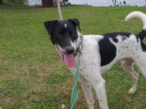 Cachorro raça SRD-ViraLata idade 1 ano nome Xerifinho