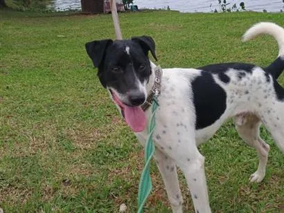 Cachorro raça SRD-ViraLata idade 1 ano nome Xerifinho