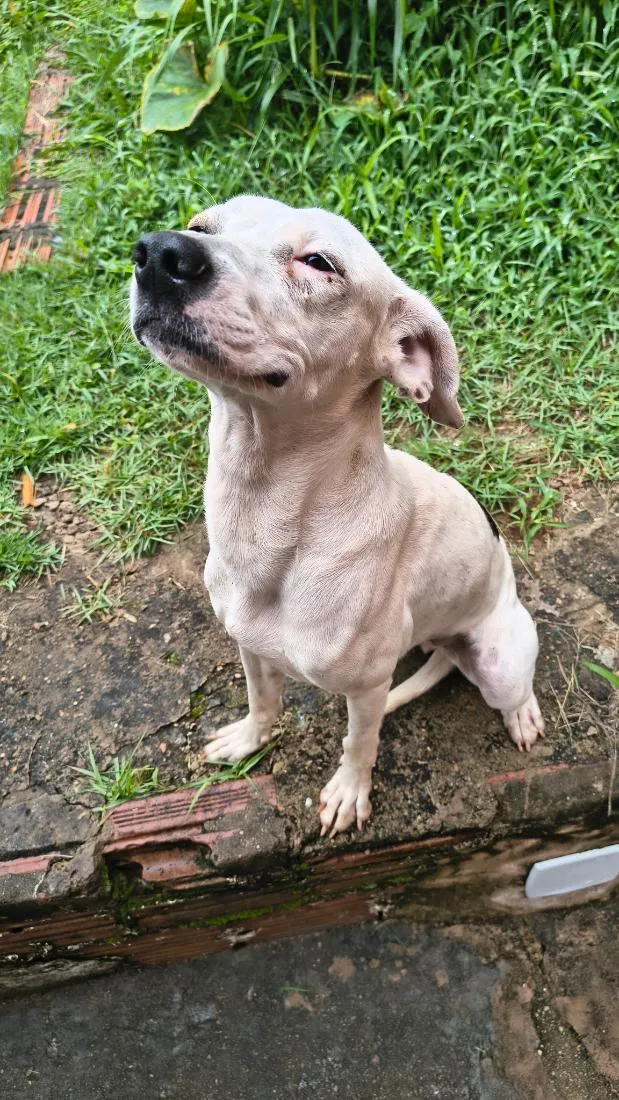 Cachorro raça SRD-ViraLata idade 1 ano nome Layla